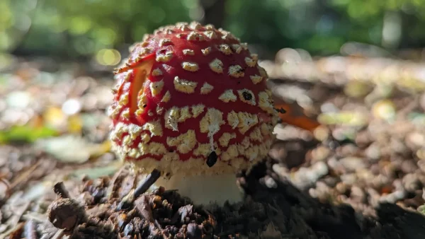 Amanita muscaria at The Outpost, Strumpshaw Fen